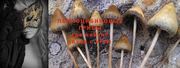 прущие грибы Абинск